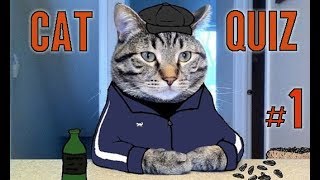 Naruto Online - Cat Quiz Madness #1 gotta get them 150 points for seasonal system Naruto Online - Cat Quiz Madness #1 gotta get them 150 points for seasonal system