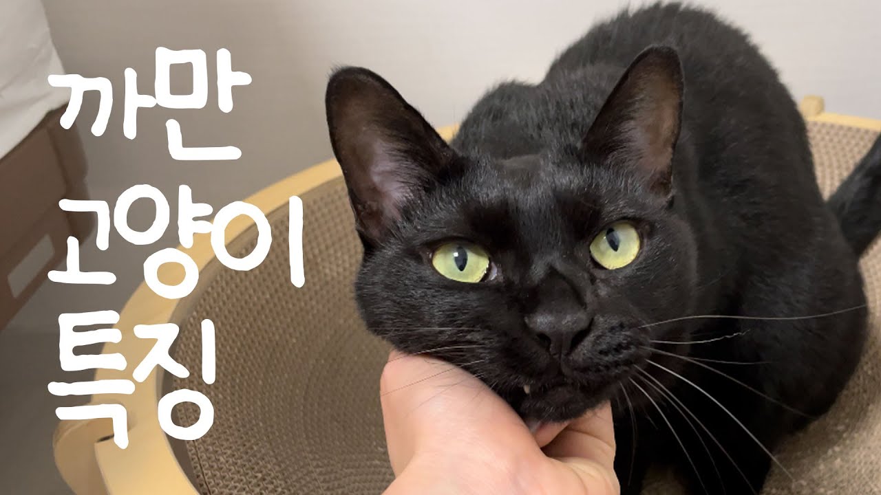 까만 고양이 특징 알아보기