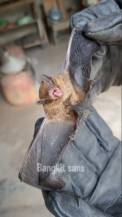 Catching a unique bat next to the house #catch #bat #animal #funny #viral #comedy #animal