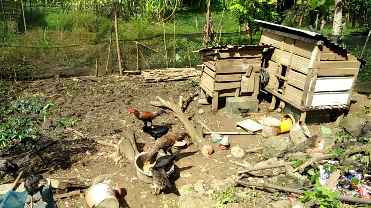 TERNAK AYAM KAMPUNG UMBARAN 