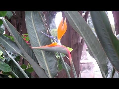 LA STRELITZIA