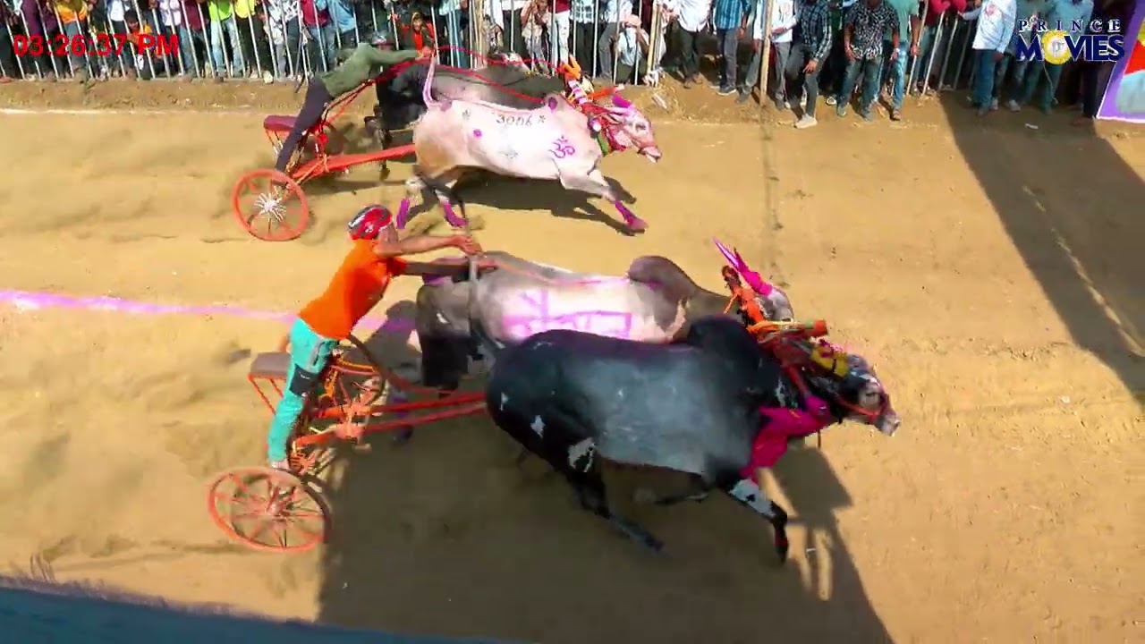 भुंगा सैराट V/S  मेहरबान आलियन | महाराष्टातील सर्वात मोठी बिनजोड बैलगाडा शर्यती इताडे