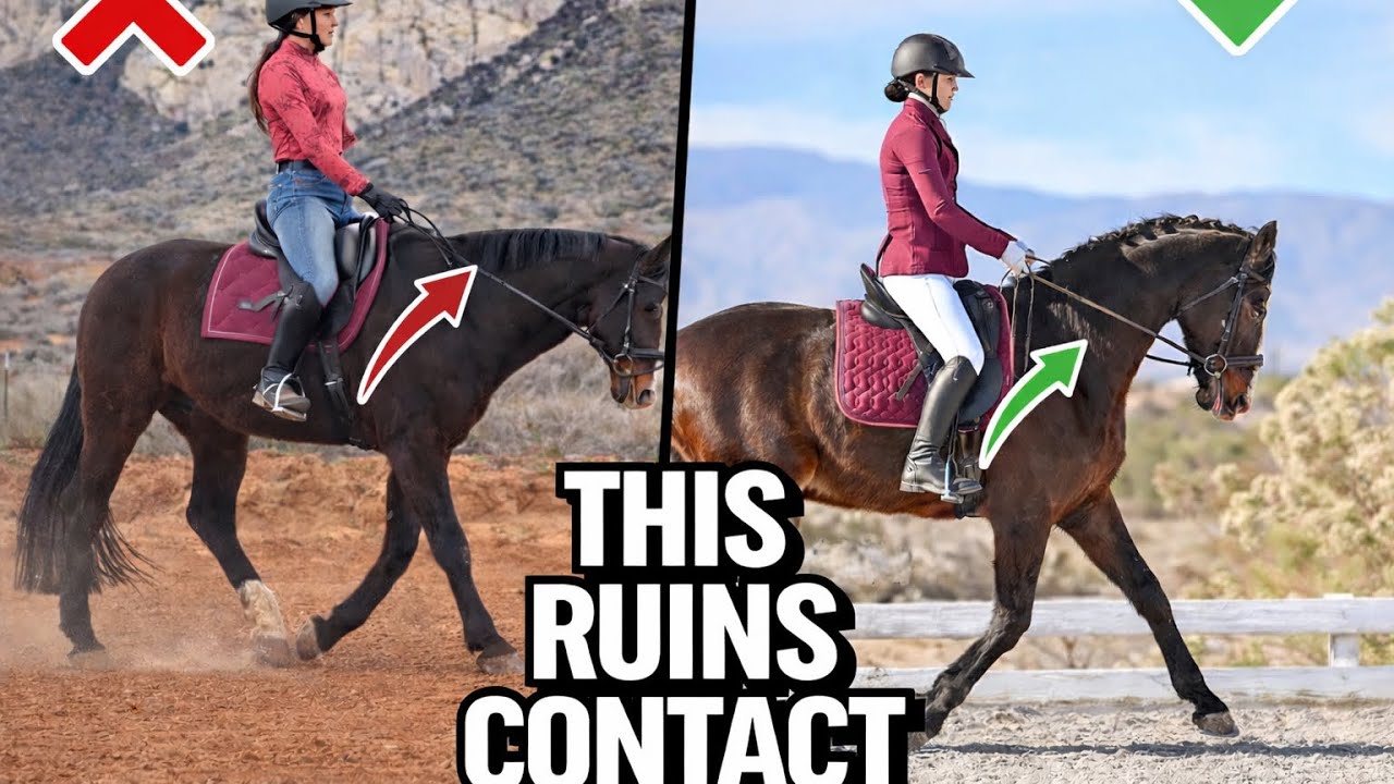 Stop Letting Go of the Contact (Your Horse Needs This Instead)