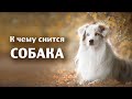 К чему снится собака. Сонник. Толкование снов