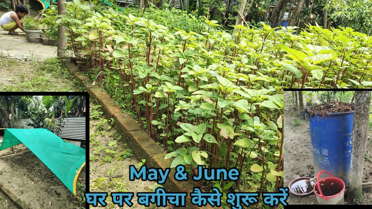 My Backyard Gardening Overview || घर पर बगीचा कैसे शुरू करें