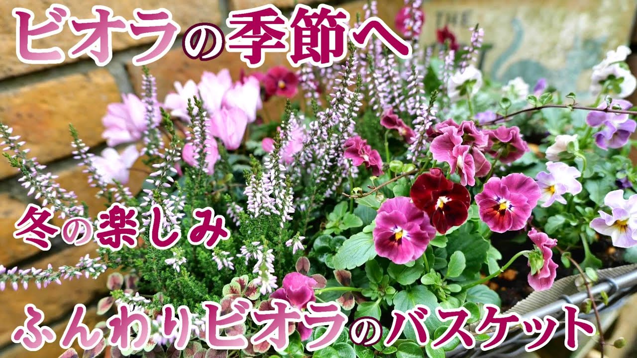 寄せ植え ビオラで豪華に ふんわり楽しむナチュラルガーデニング 簡単かわいいバスケット 原種チューリップ ガーデニング Youtube