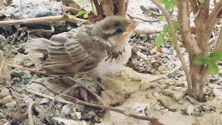 fly bird birds missing parents