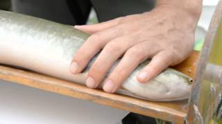 Te Waihora Eels