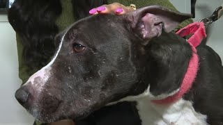Charles County's only no-kill shelter in danger of closing | NBC4 Washington