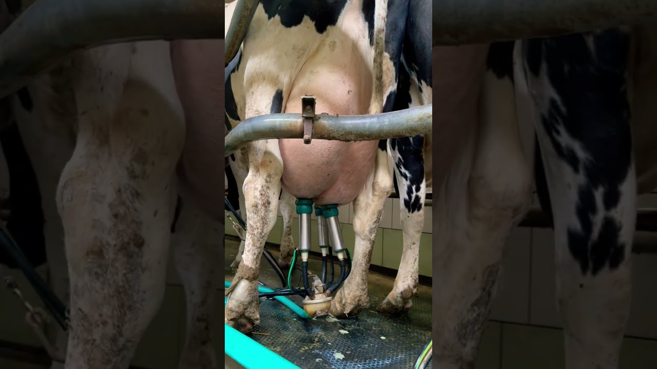 Milking Of A Dairy Cow The Holstein Breed Cows Farm Veterinary