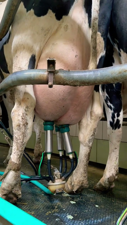 milking of a dairy cow of the Holstein breed #cows #farm #veterinary