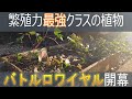【植物最強決定戦】庭に植えてはいけない植物を戦わせた結果!