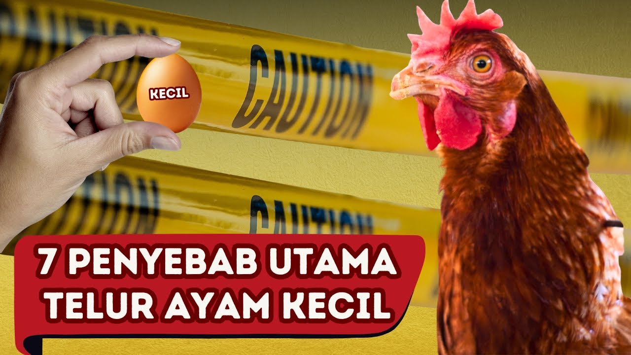 7 PENYEBAB UTAMA TELUR AYAM KECIL SERTA SOLUSI CARA MENGATASINYA