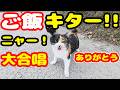 たくさんお腹が空いた猫たちにたくさんご飯をあげると・・・さくらねこへのエサやり【視聴するだけでも猫たちを助けることになります】支援者様 視聴者様 猫たちに神のご加護を!野良猫の感動猫動画