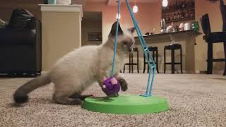 Blue the Siamese kitten at play.