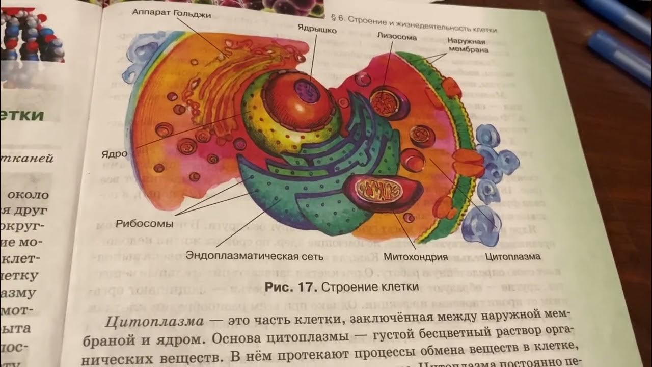 Биология 8 класс Жемчугова темы. Биология 8 класс Жемчугова рисунок 124 стр 188. Каково значение ядра структуры в жизнедеятельности клетки. Жемчугова биология 8 класс учебник 2016 год. Биология 8 класс рабочая тетрадь жемчугова