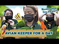 Hired Or Fired: Working At Jurong Bird Park For A Day