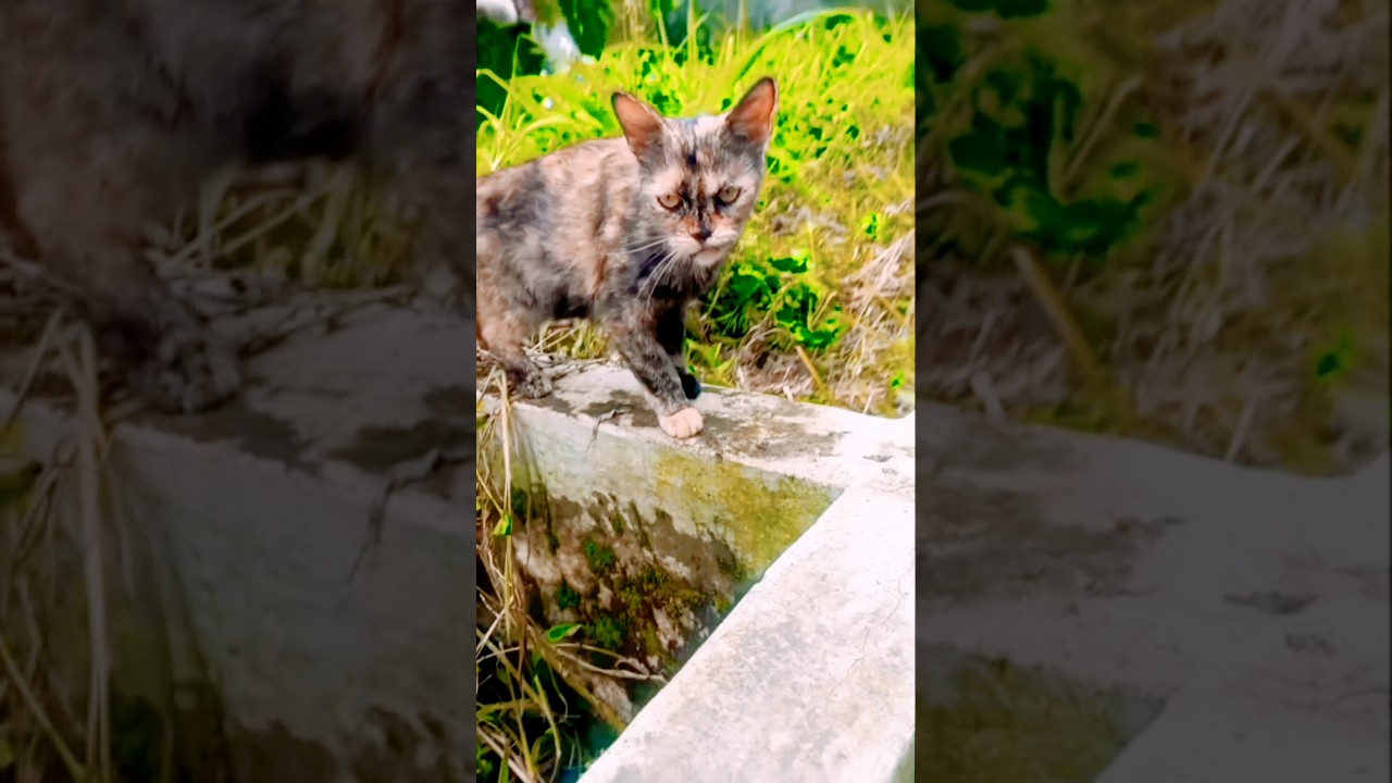 Cat walks around the house