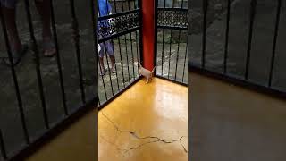 El perrito mas jugueton del mundo ?está loco ? Tobi??|Lilly Rouss