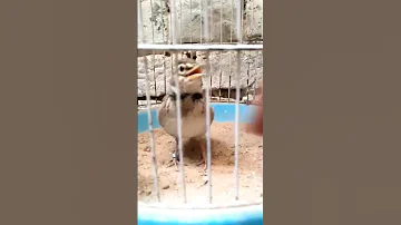 Jaal Bird Video Finally Revealed Shortsyoutube Shorts Feedshorts 