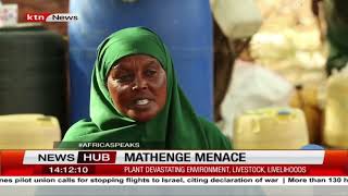 Invasive Mathenge Plant A Nightmare For Residents In Kenya
