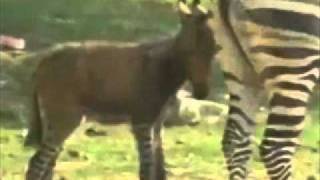 China Donkra v Zonkey - Is The Fuss Political Correctness