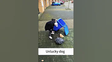 Best Funny Dog Moments Caught On Camera 2025 Funnydogs Dogvideos Petlover Cutedogs 