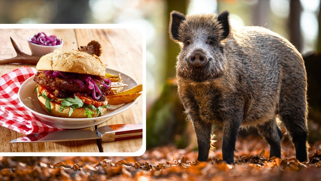 Recette de cuisine: Préparation d'un burger de sanglier