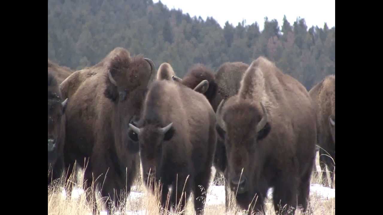 American bison, South Dakota, USA YouTube