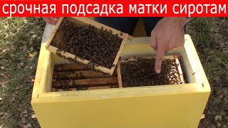 Подсадка плодной матки в осиротевшую семью и новые пятирамочники.