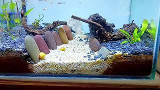 Nano aquarium creation by kutties @craftinelson #aquarium #aquascape #fishtank #ornamentalfish
