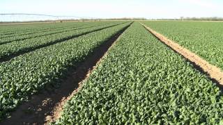 Strong to the Finish | Spinach Harvest