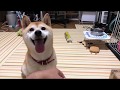 柴犬小春 【ライブ】今晩は目が醒めているので飼い主をガン見!