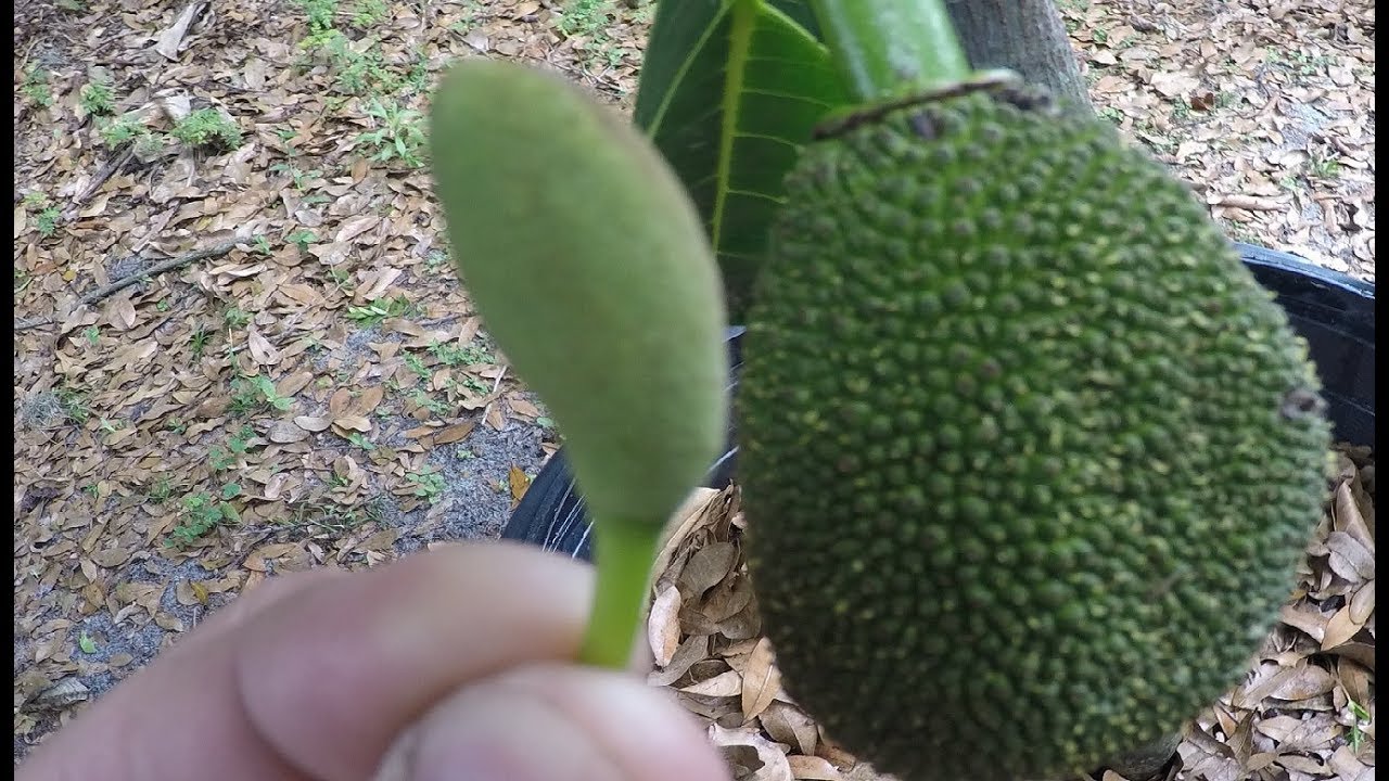 Jackfruit male and female flower YouTube