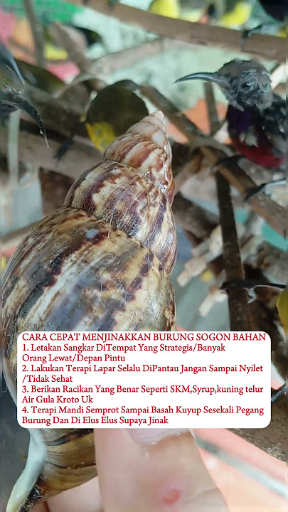 CARA MENJINAKKAN BURUNG SOGOK ONTONG BAHAN/OMBYOKAN#burung #kicaumania #kicaumaniaindonesia # #kica