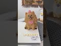Senior Beauty's Special Day: Custom Pet Cakes Unveiling PetBaking PetCake DogBirthday