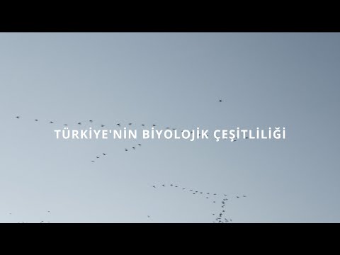 Video: Tehlikedeki hayvan türleri