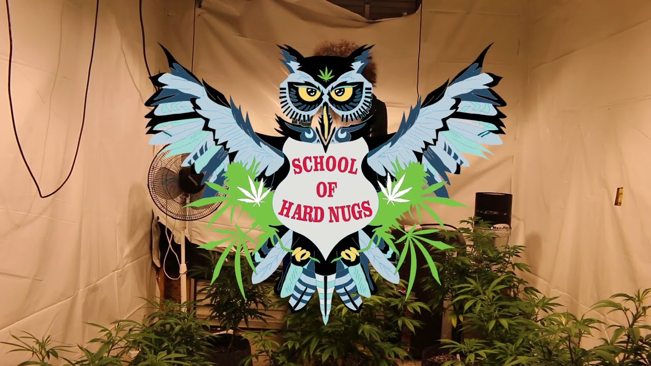 Weekly Garden Tour: Dealing With Aphids | Week 1 Indoor Garden Tour