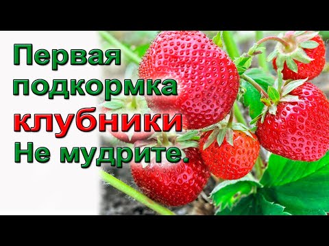 Первая подкормка клубники.