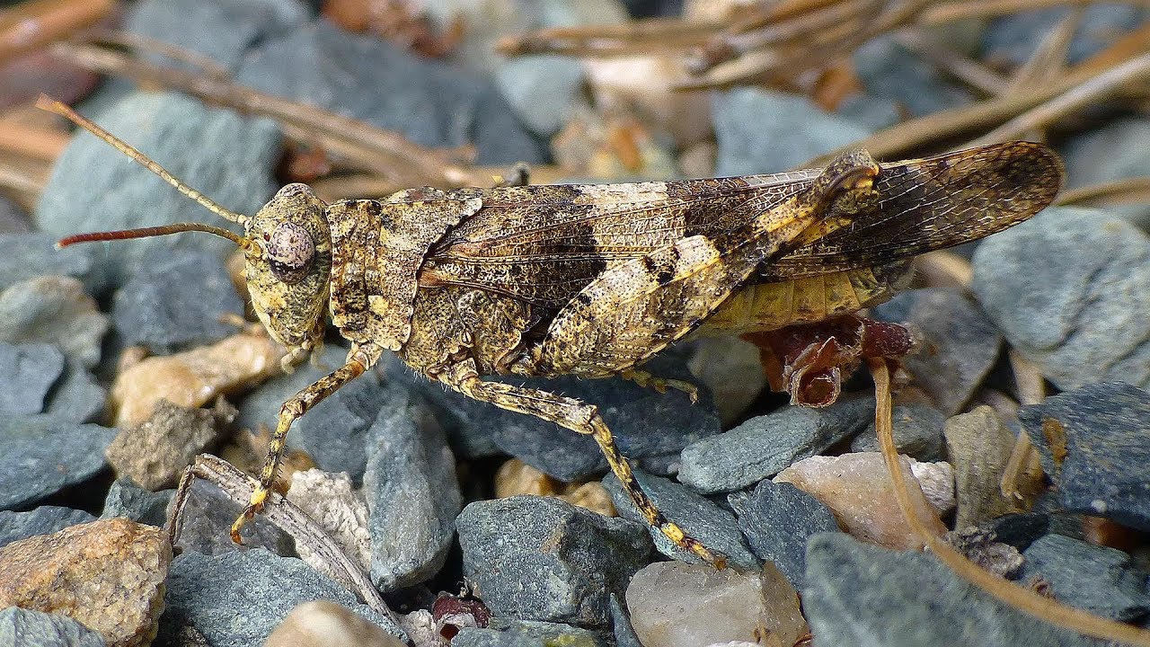 Saranče modrokřídlá - The blue-winged grasshopper (Oedipoda caerulescens)