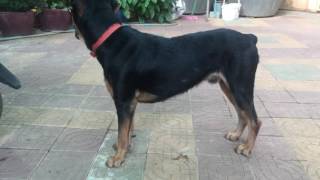Doberman mix Rottweiler male 1 year 2month