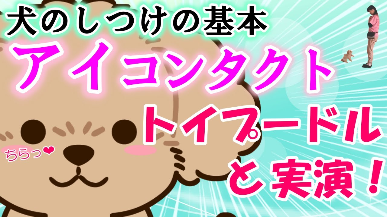 犬のしつけの基本 アイコンタクトの教え方をトイプードルと実演
