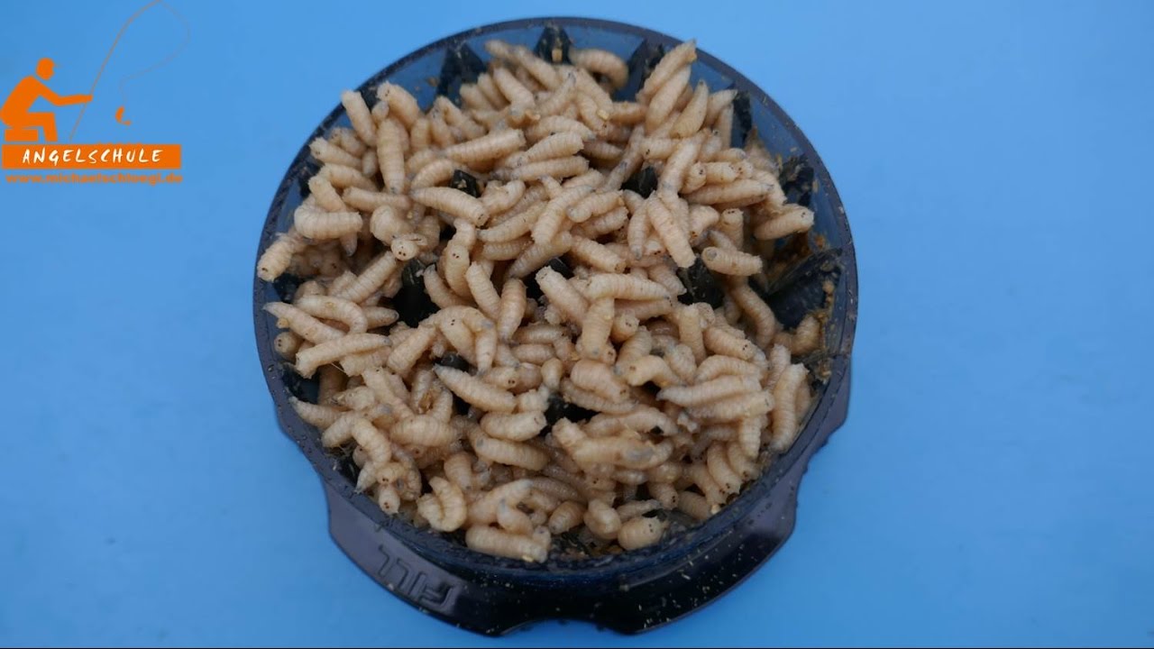 Maggot Sleeper YouTube