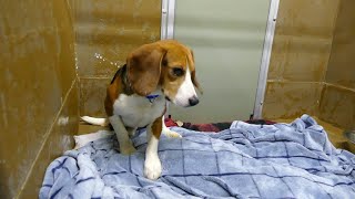 First beagle from Ridglan Farms available for adoption in Green Bay, Beagie Smalls