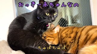 イケメン猫はマザコン？2歳になってもミルクを欲しがります