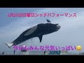 6月25日日曜日11時半からのシャチパフォーマンス🐬