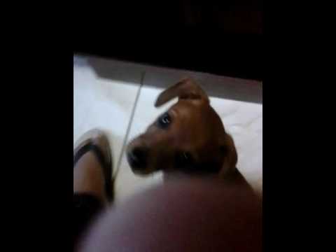 Pinscher com basset marrom Clearance