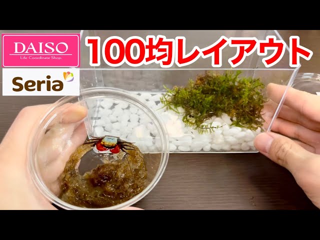 100均グッズで誰でも簡単にバンパイアクラブを飼育する方法 Youtube 100均グッズで誰でも簡単にバンパイアクラブを飼育する方法 Youtube