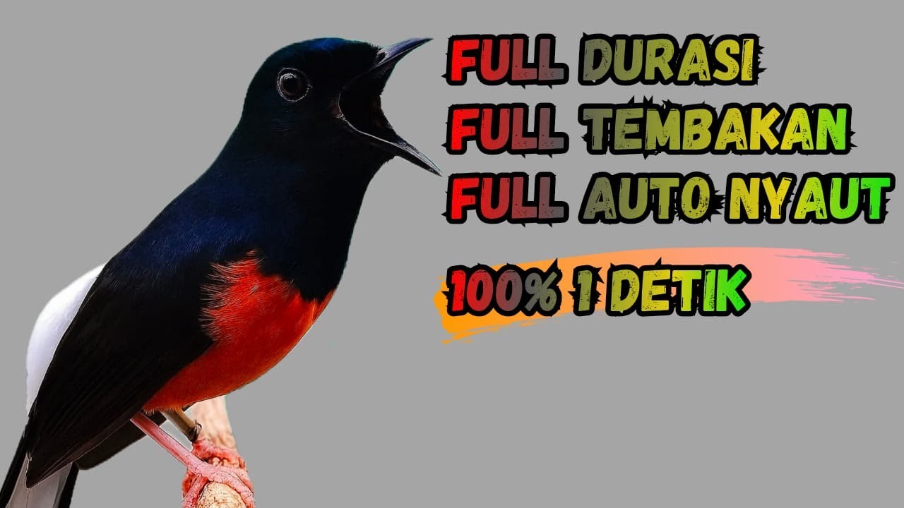 SUARA PANCINGAN MURAI BATU FULL DURASI SEKALI DENGAR MURAI BATU MACET PASTI NYAUT GACOR