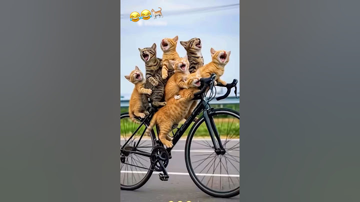 What kind of cat is this? It's riding a bicycle #videoviral #comedy #catshorts 😂😱😱👀